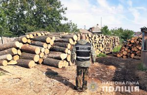 Кіровоградщина: Епопея з «чорними» лісорубами триває
